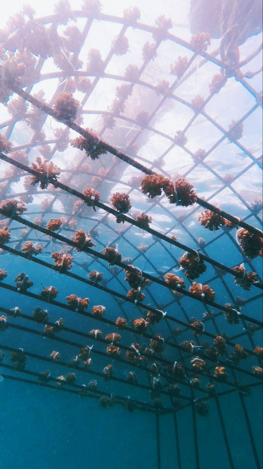 Vista cenital de estructuras coralinas bajo el agua