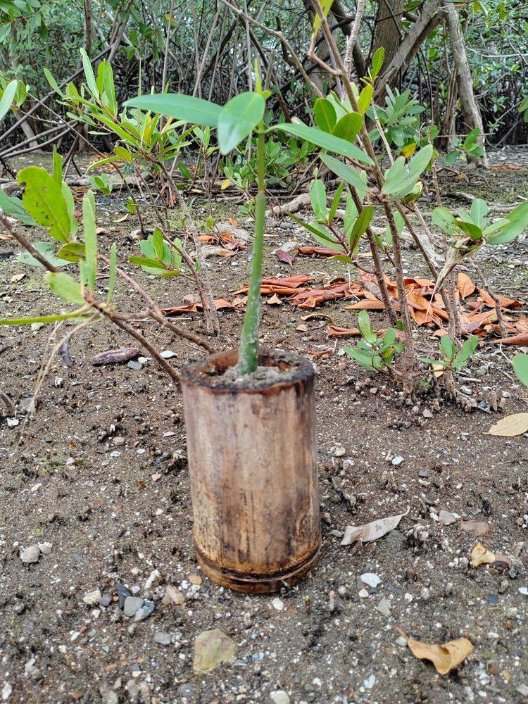 Brote de manglar plantado en maceta orgánica de bambú en su ecosistema natural