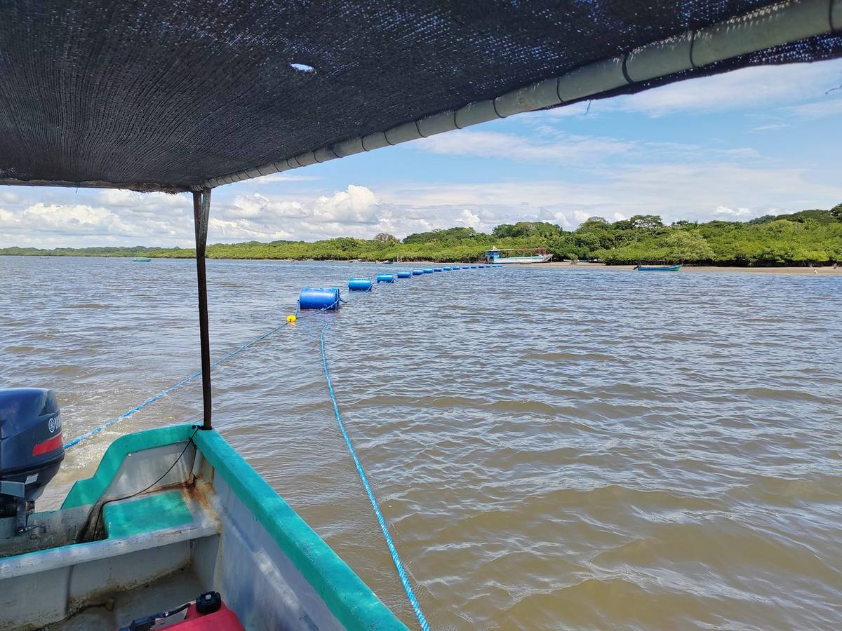 Línea de cultivo de mejillón con flotadores azules en el Golfo de Nicoya