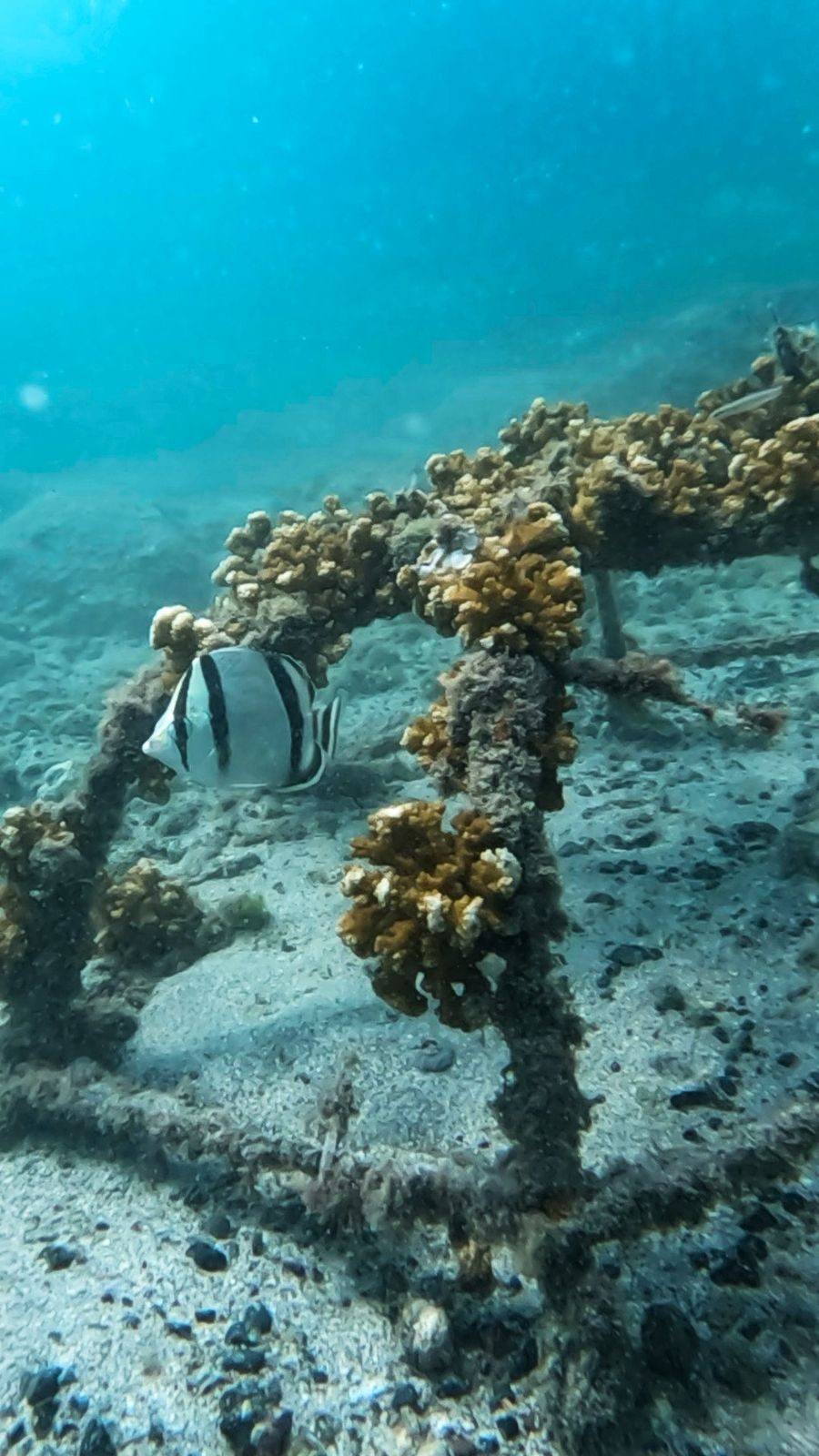 Pez mariposa junto a estructura coralina restaurada